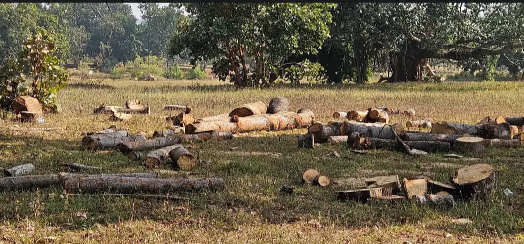 वनपरिक्षेत्र तपकरा में पेड़ों का क़त्ल जारी, राजस्व भूमि बना लकड़ी माफिया का अड्डा – वन विभाग की लापरवाही बेहिसाब!…